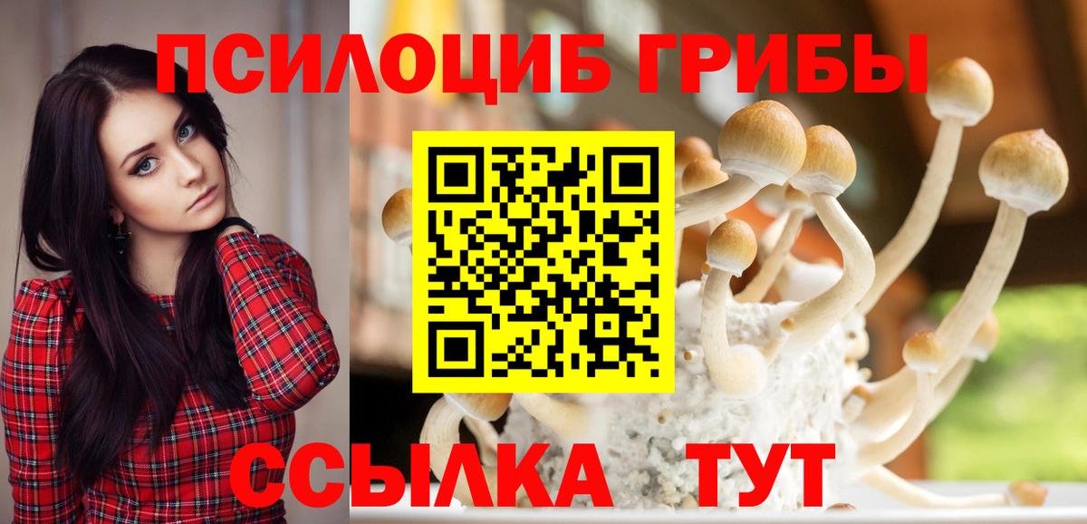 Мытищи  Псилоцибиновые грибы ЛСД  где найти наркотики  Вход с VPN  Псилоцибиновые грибы Psilocybe 